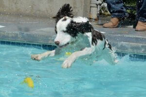 Dog Swim Days 2022