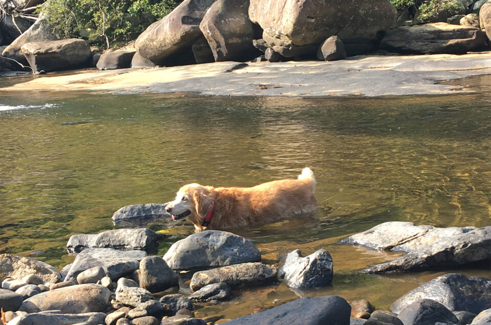 State Parks With Pet Friendly Cabins and Cottages