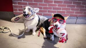 Bark at the Park 2023, Arizona Diamondbacks