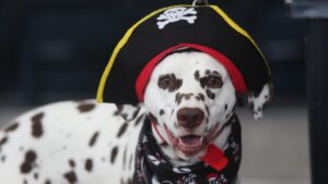 Bark at the Park 2023, Pittsburgh Pirates