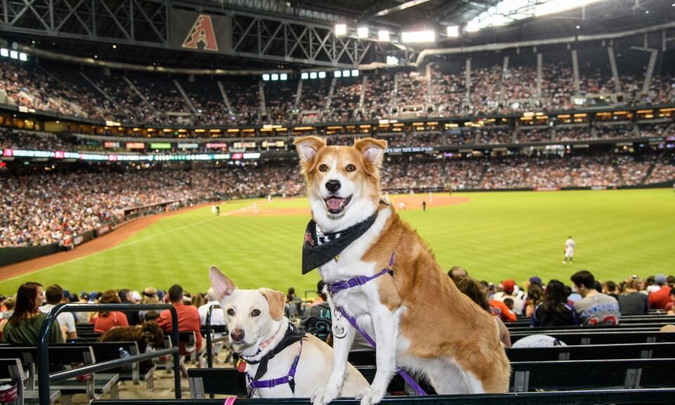 Bark at the Park – Dog Friendly Major League Baseball Games 2023