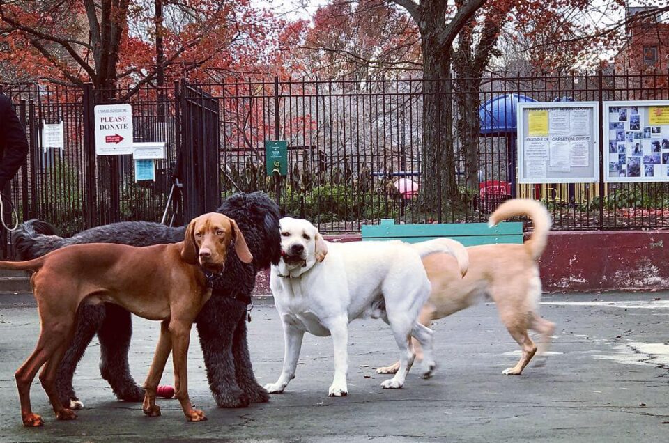 Carleton Court Dog Park – Boston, MA