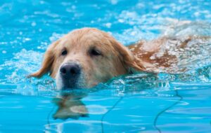Soggy Doggy Swim, Wahoo, NE