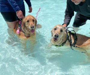K-9 Splashfest, Lubbock, TX