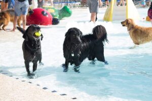 K-9 Kerplunk, Georgetown, TX