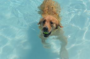 Pooch Plunge, Rio Rancho, NM