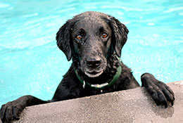 Puppy Paddle Pool Party, Provo, UT