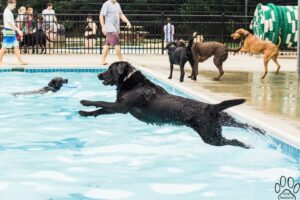 LRGR Pups in the Pool, Mechanicsville, VA