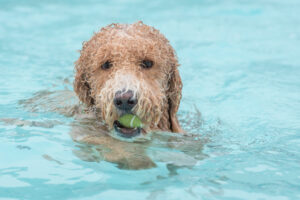 Splish Splash Doggie Bash, GA