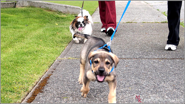 Swansea Dog Park – Swansea, IL