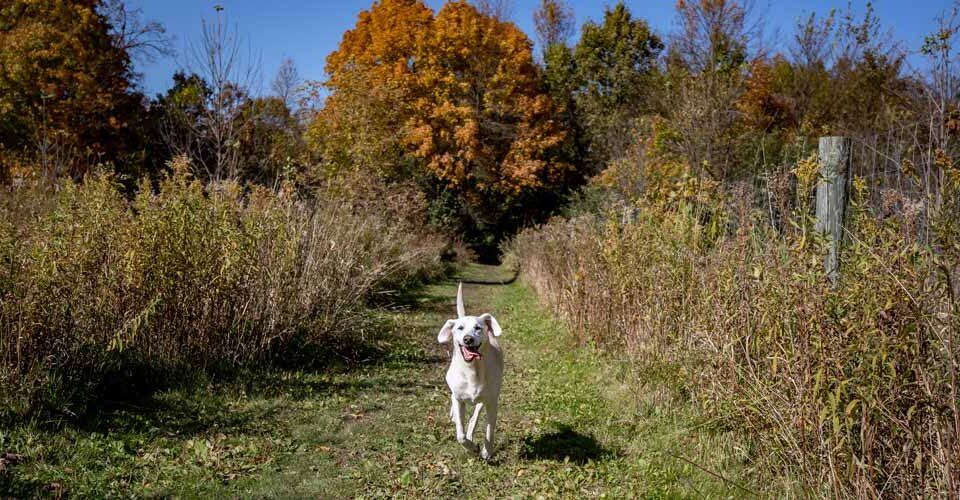 Dog Parks at Three Rivers Park District – Minnesota