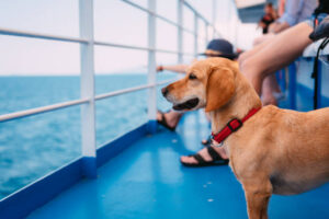Grandi Navi Veloci ferries (GNV) pet policy