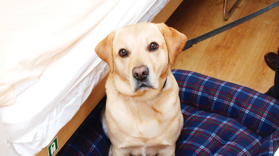 Pet Friendly Ferries in Europe