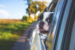 Dog looking through the window of a car while driving through a scenic area.