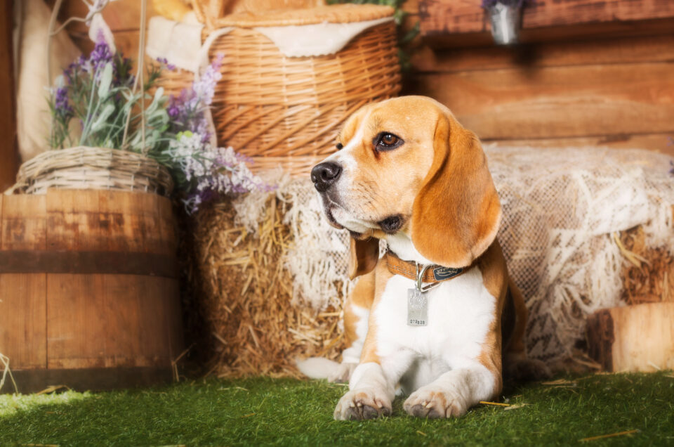Exploring the USA’s Top Dog-Friendly Cities with Your Furry Friend