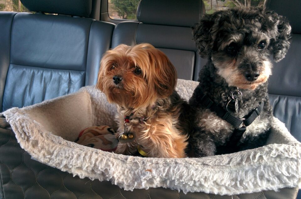 Be Sure to Watch Out for These 6 Things When Traveling with Your Dog