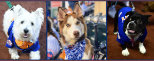 New York Mets Bark in the Park 2024