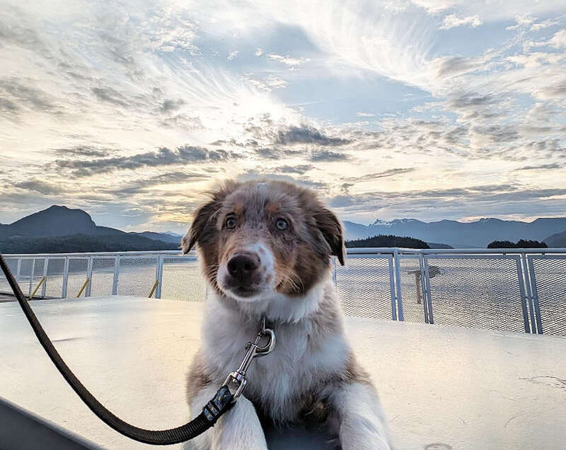 BC Ferries Pet Policy