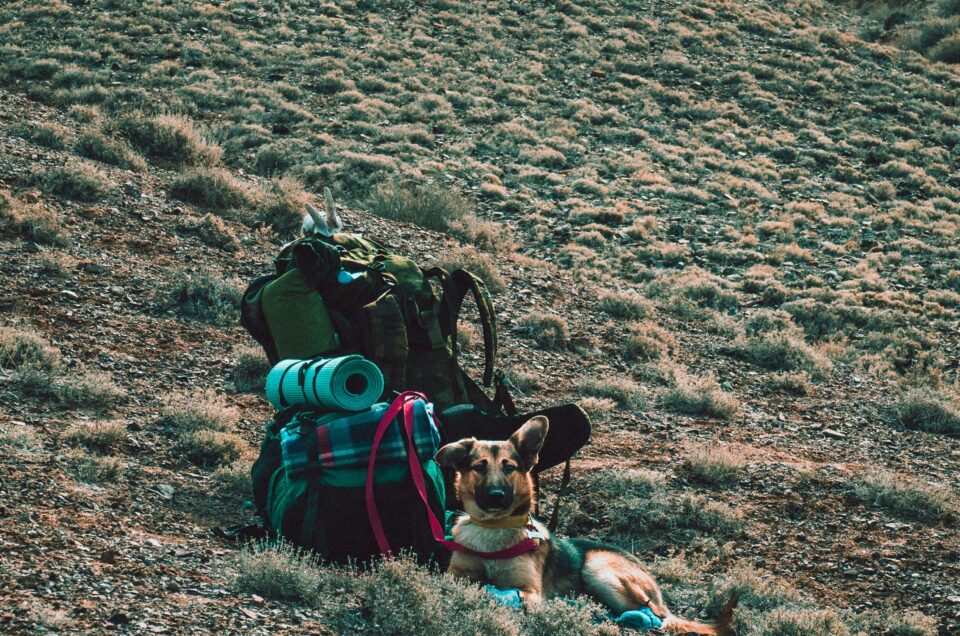 Everything You Need To Take Your Dog Camping