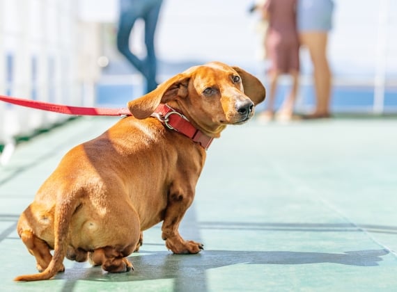Northumberland Ferries Pet Policy
