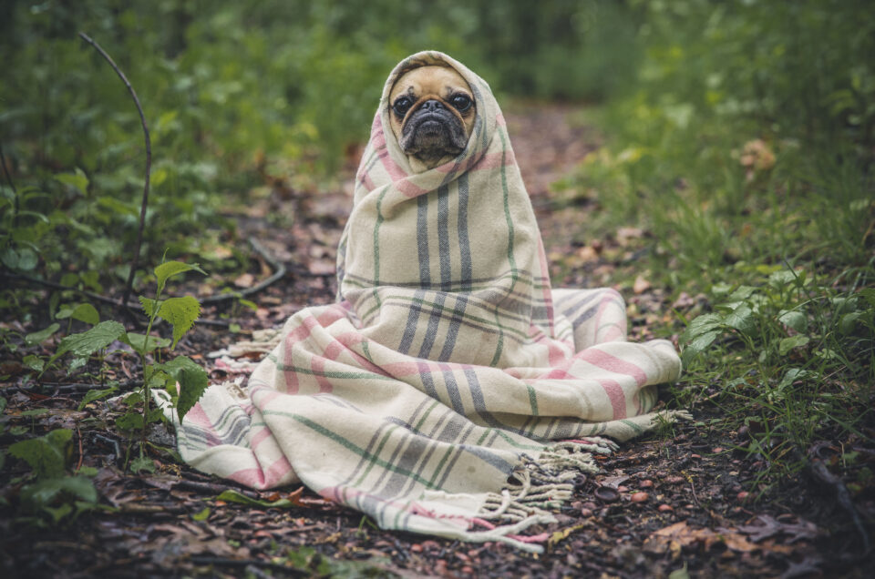 Hurricane Milton: Where to Find Pet Friendly Shelters in Florida
