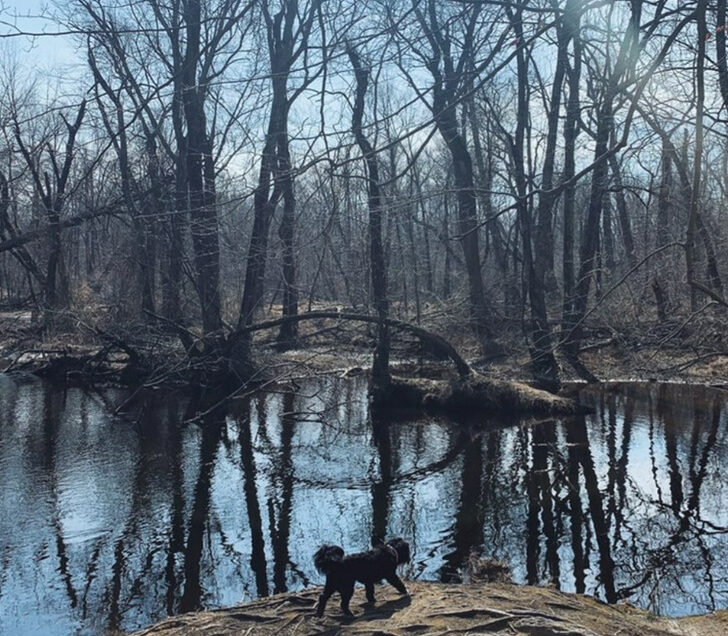 Freedom Barks Dog Park – Medford, NJ